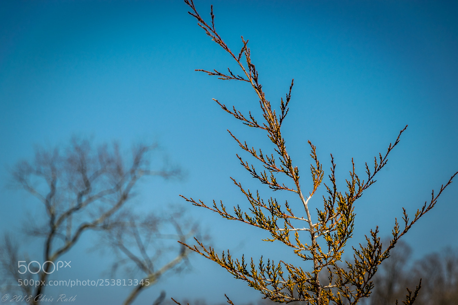 Nikon D5300 sample photo. Natirar photography