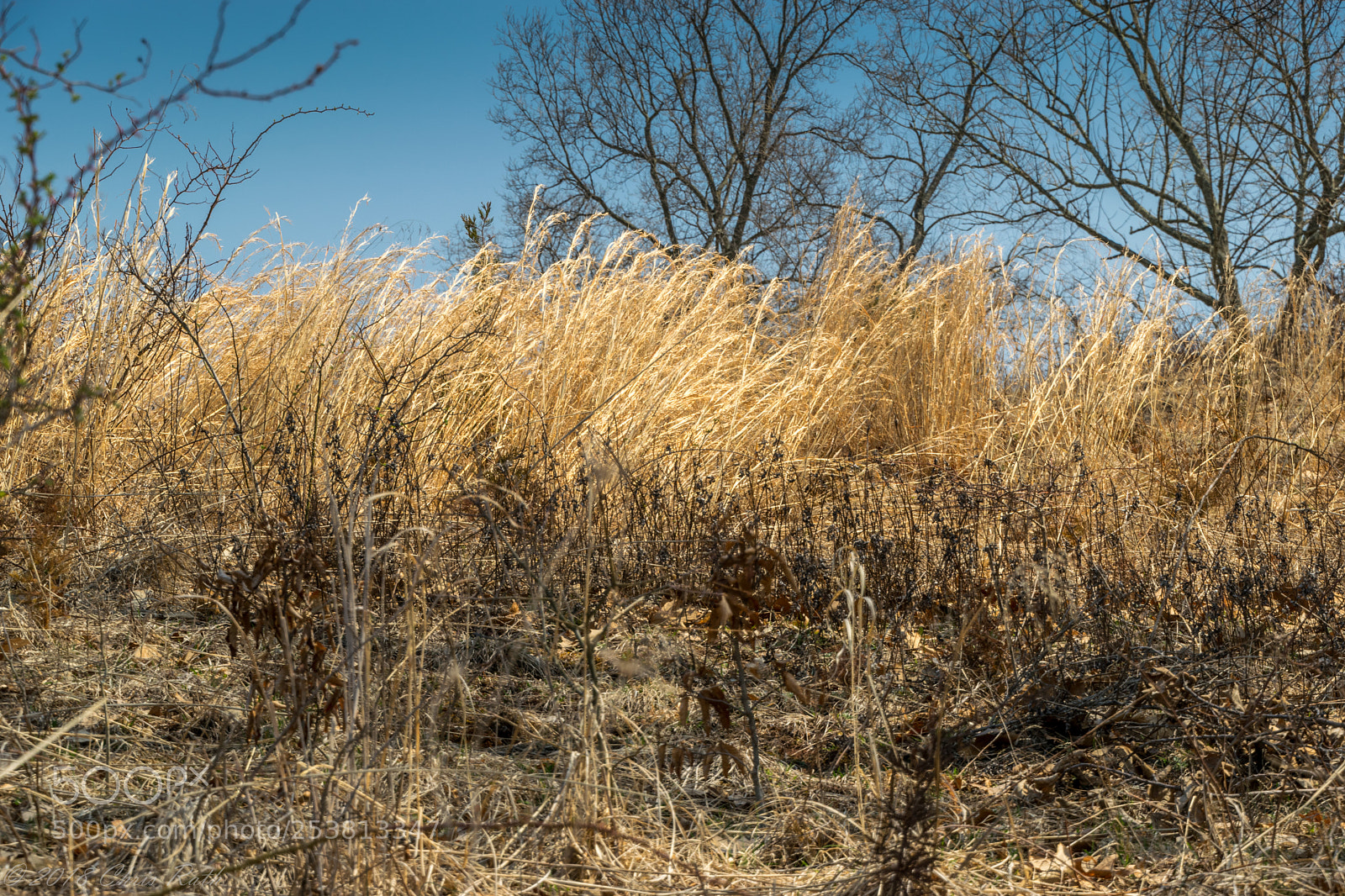 Nikon D5300 sample photo. Natirar photography