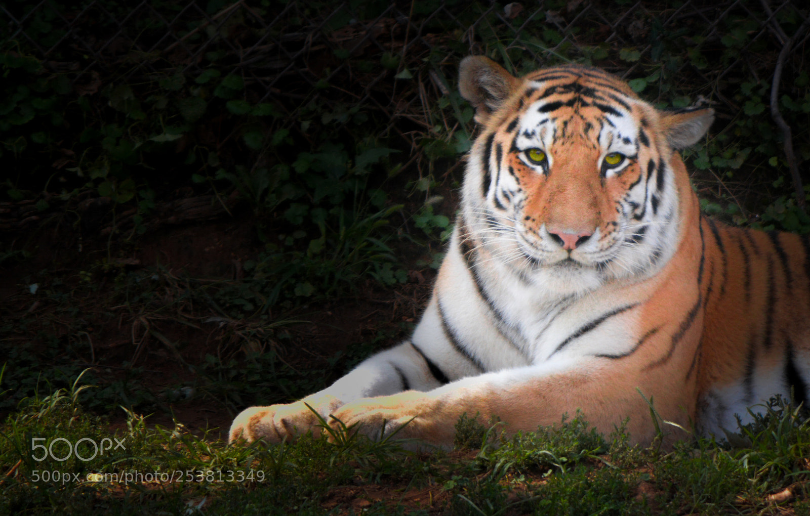 Nikon D3200 sample photo. Siberian tiger photography