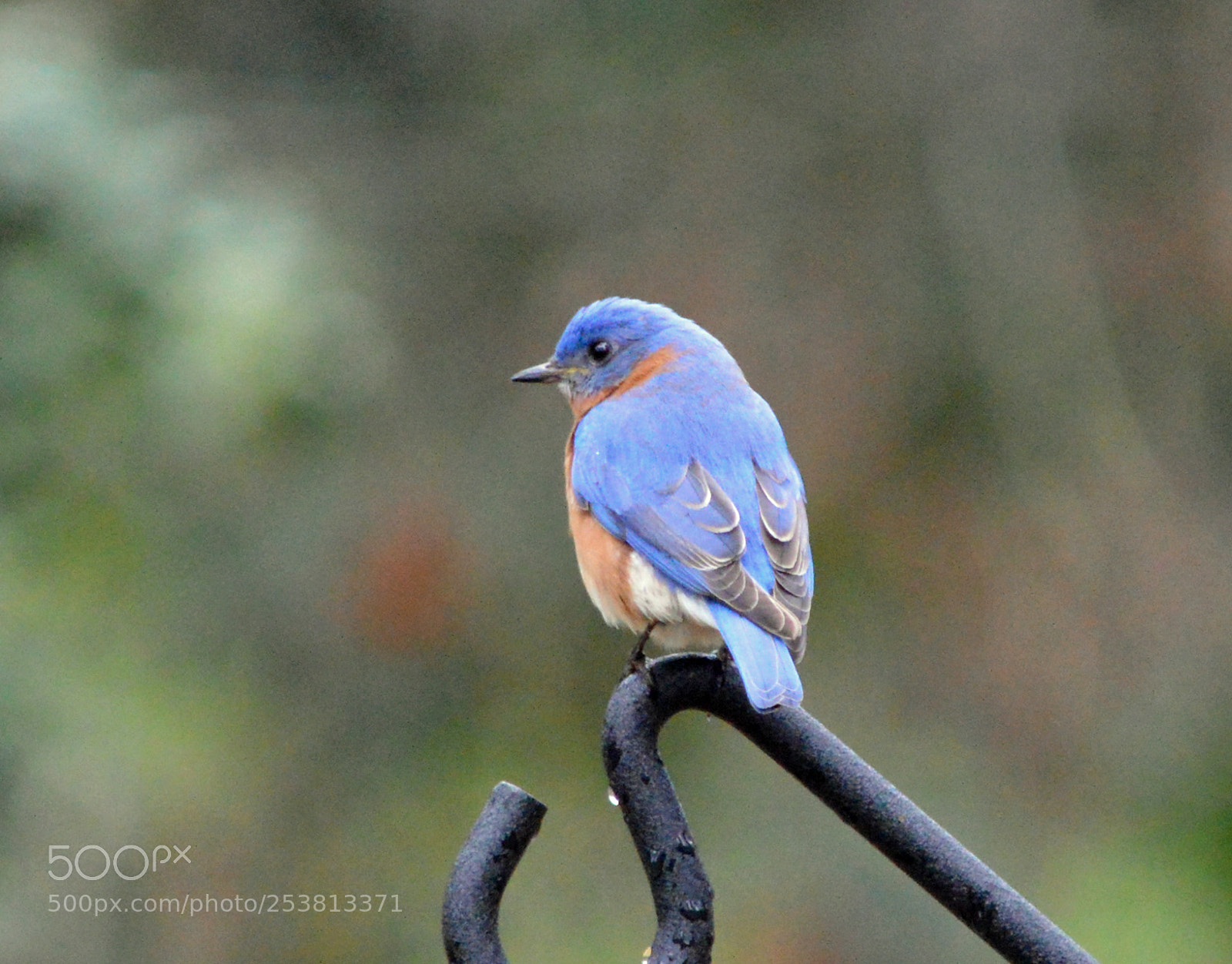 Nikon D3200 sample photo. Bluebird photography