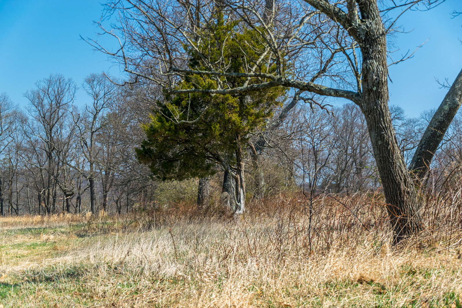 Nikon D5300 sample photo. Natirar photography