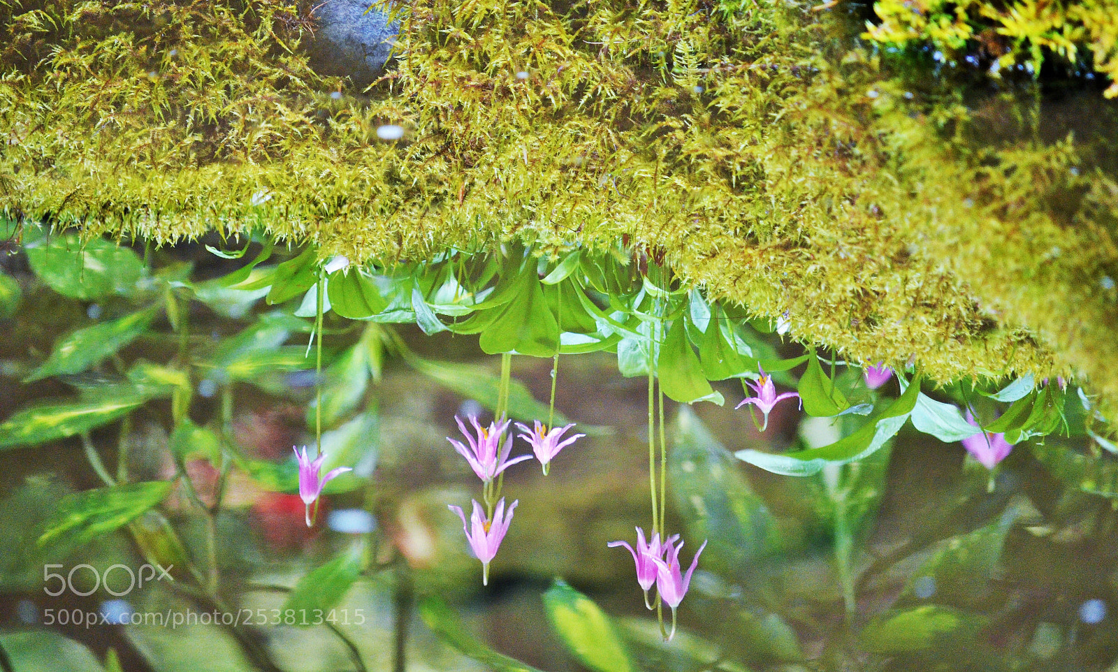 Nikon D7000 sample photo. Early spring lily reflections photography