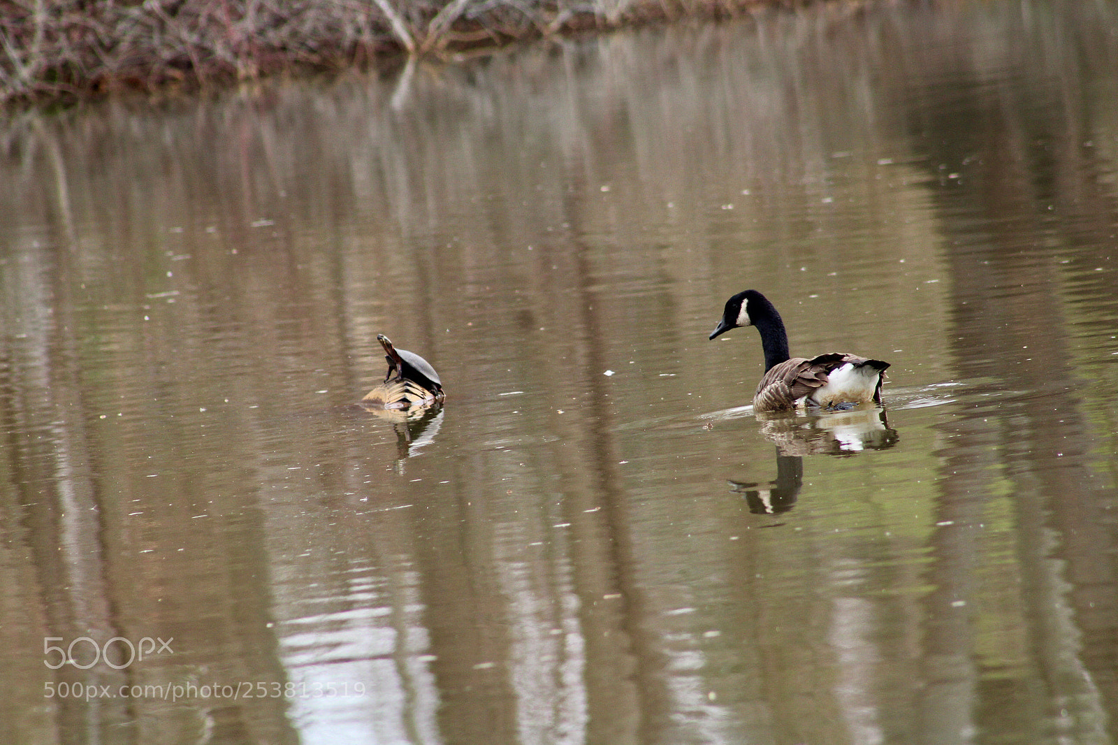 Canon EOS 1300D (EOS Rebel T6 / EOS Kiss X80) sample photo. Goose and turtle  photography