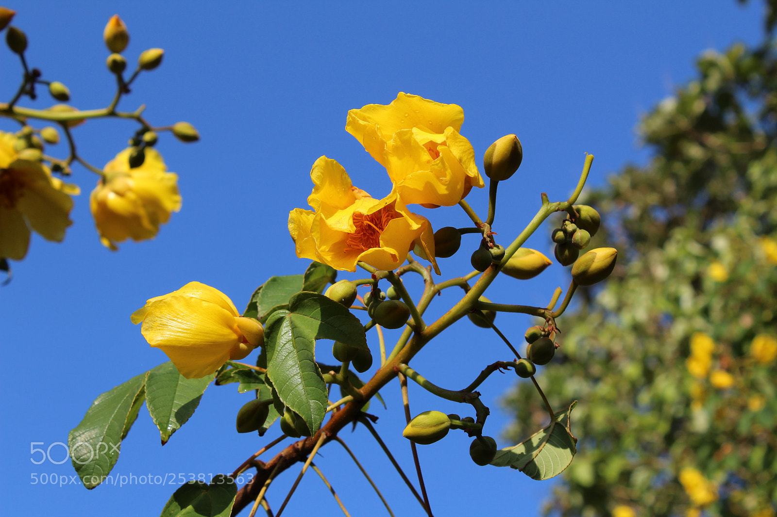 Canon EOS 1300D (EOS Rebel T6 / EOS Kiss X80) sample photo. Blue and yellow photography