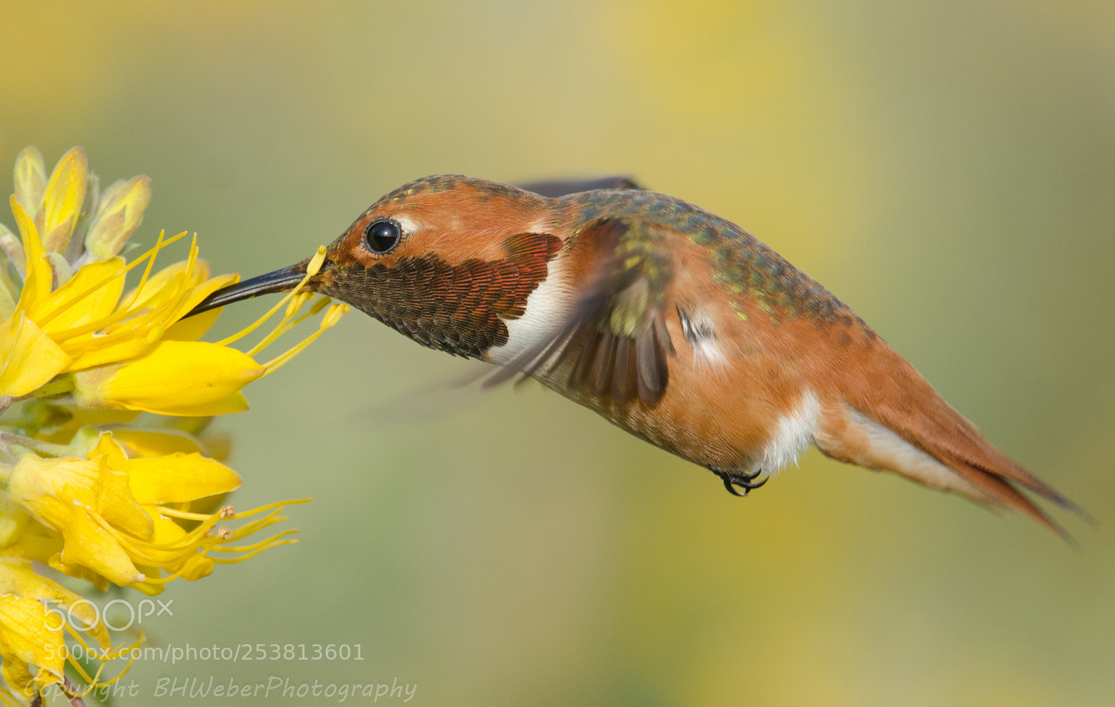 Nikon D7000 sample photo. Allen's hummingbird & yellow flowers photography