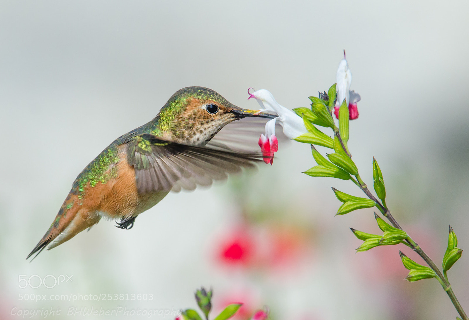 Nikon D7000 sample photo. Allen's hummingbird & white flowers photography