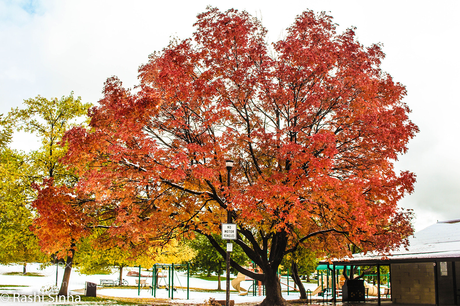 Canon EOS 700D (EOS Rebel T5i / EOS Kiss X7i) sample photo. Fall colours photography