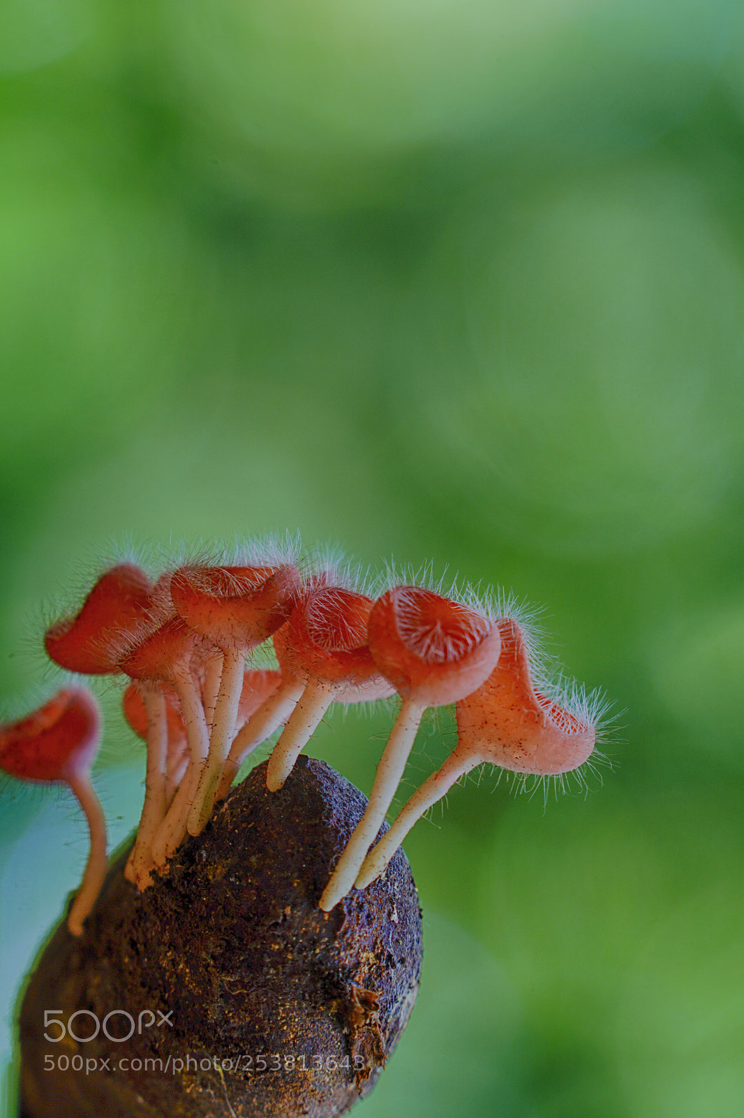 Sony a6000 sample photo. Cup fungus captured in photography