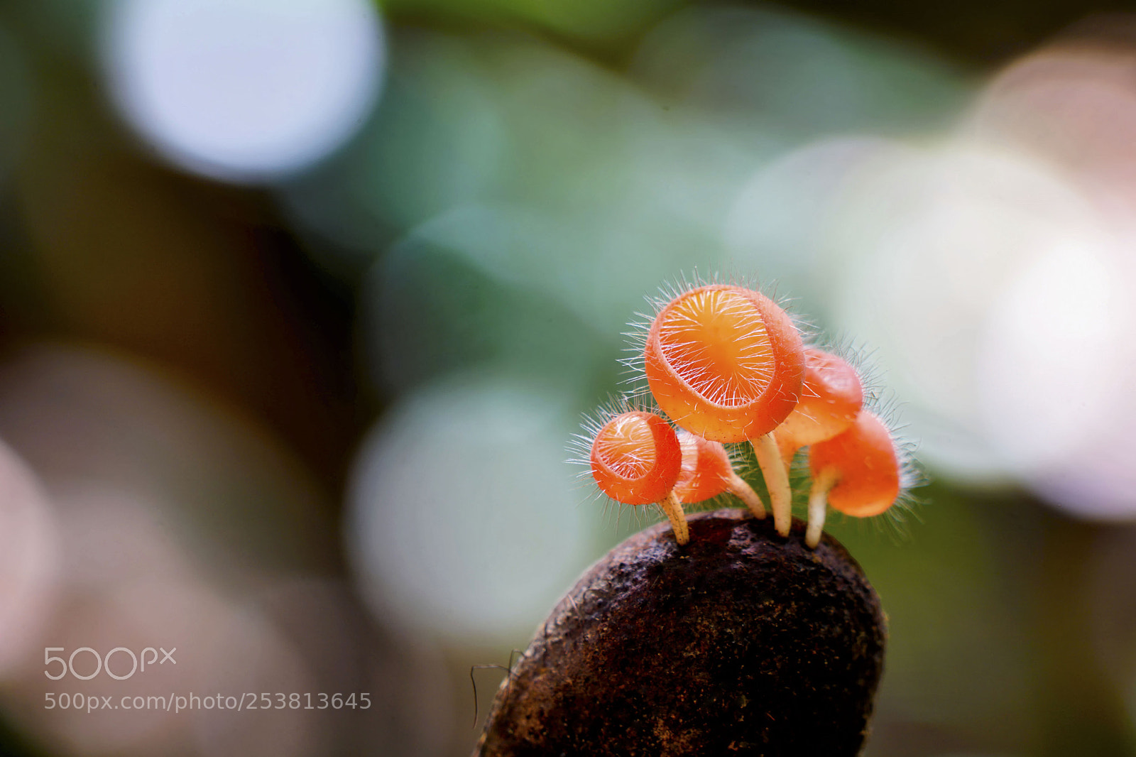 Sony a6000 sample photo. Cup fungus captured in photography