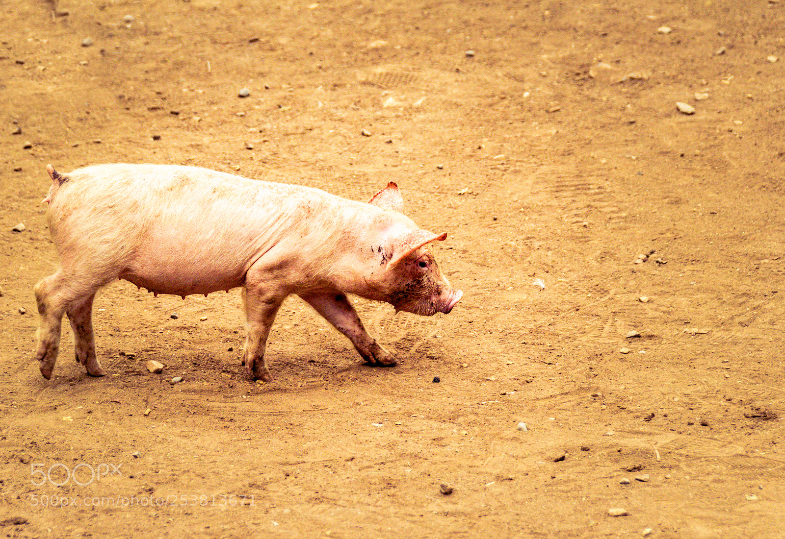 Canon EOS 1200D (EOS Rebel T5 / EOS Kiss X70 / EOS Hi) sample photo. Pig on a dirt photography