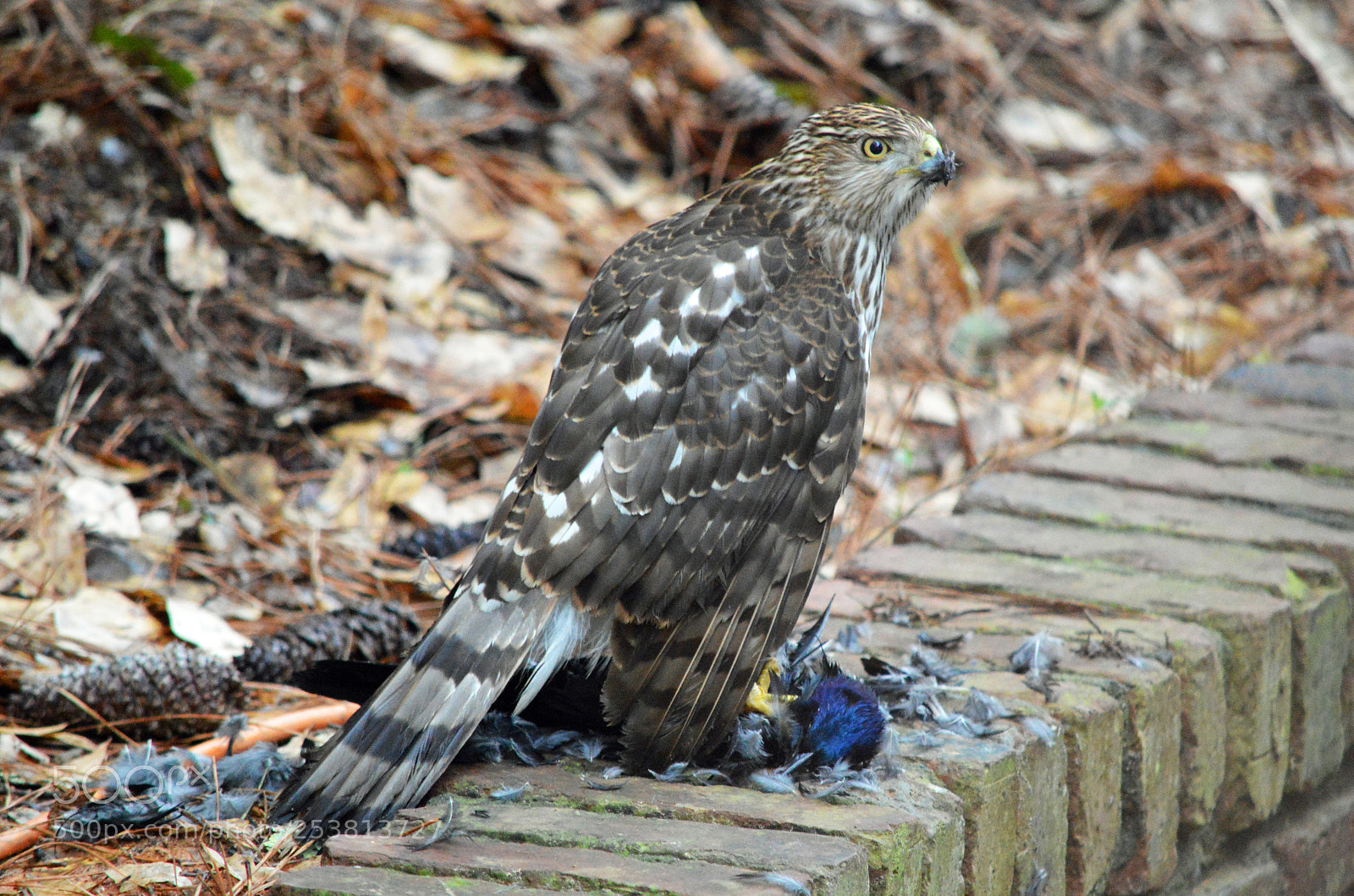 Nikon D3200 sample photo. Thin shinned hawk photography