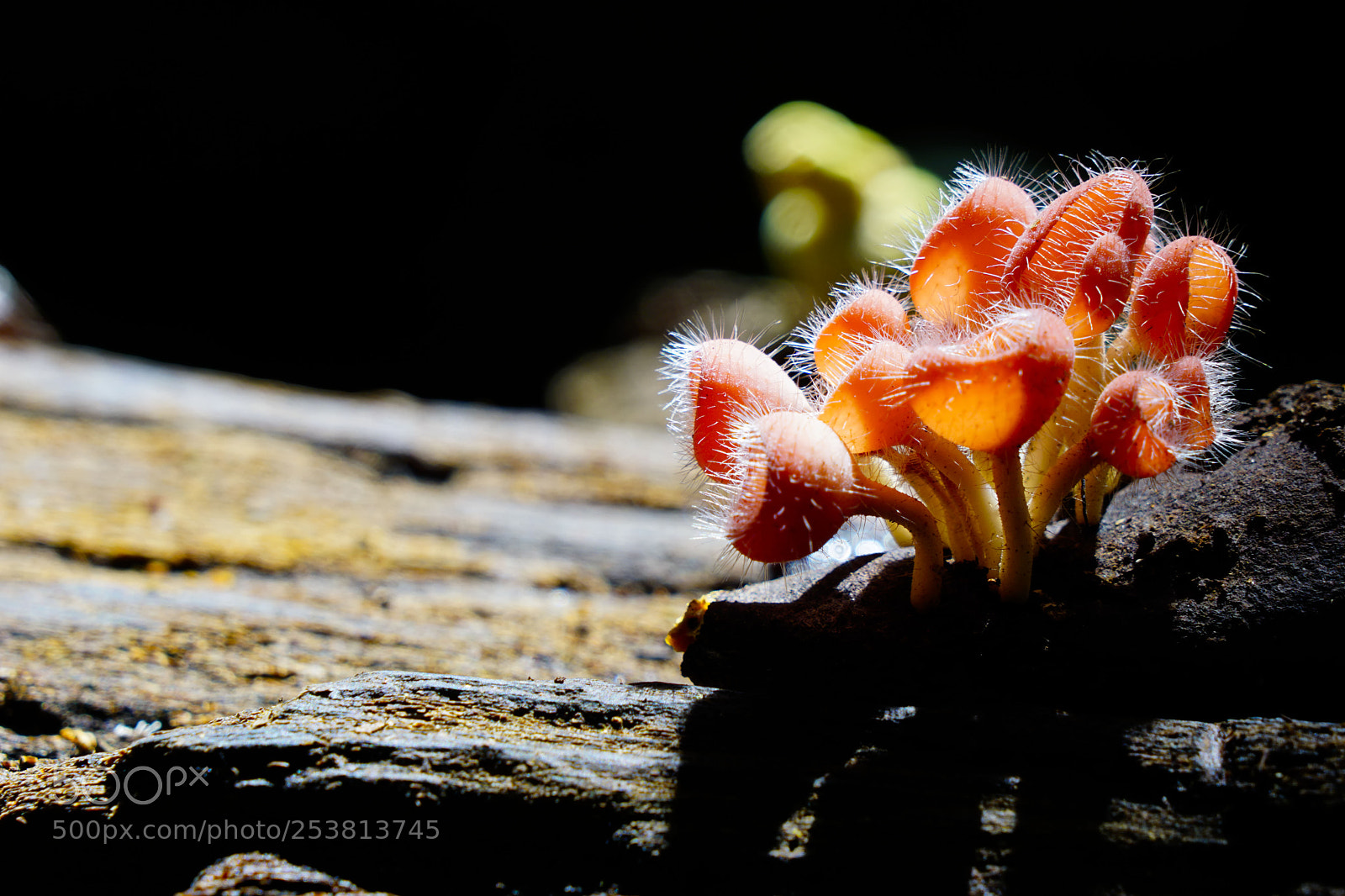 Sony a6000 sample photo. Cup fungus captured in photography