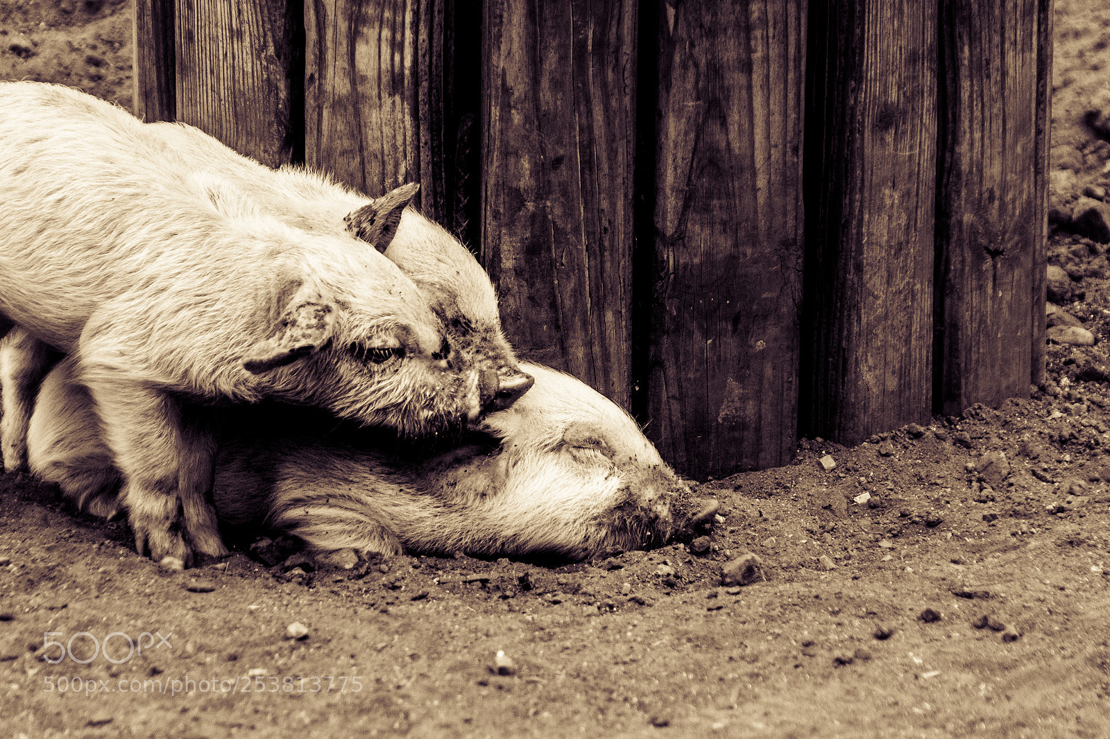 Canon EOS 1200D (EOS Rebel T5 / EOS Kiss X70 / EOS Hi) sample photo. Some pigs on a photography