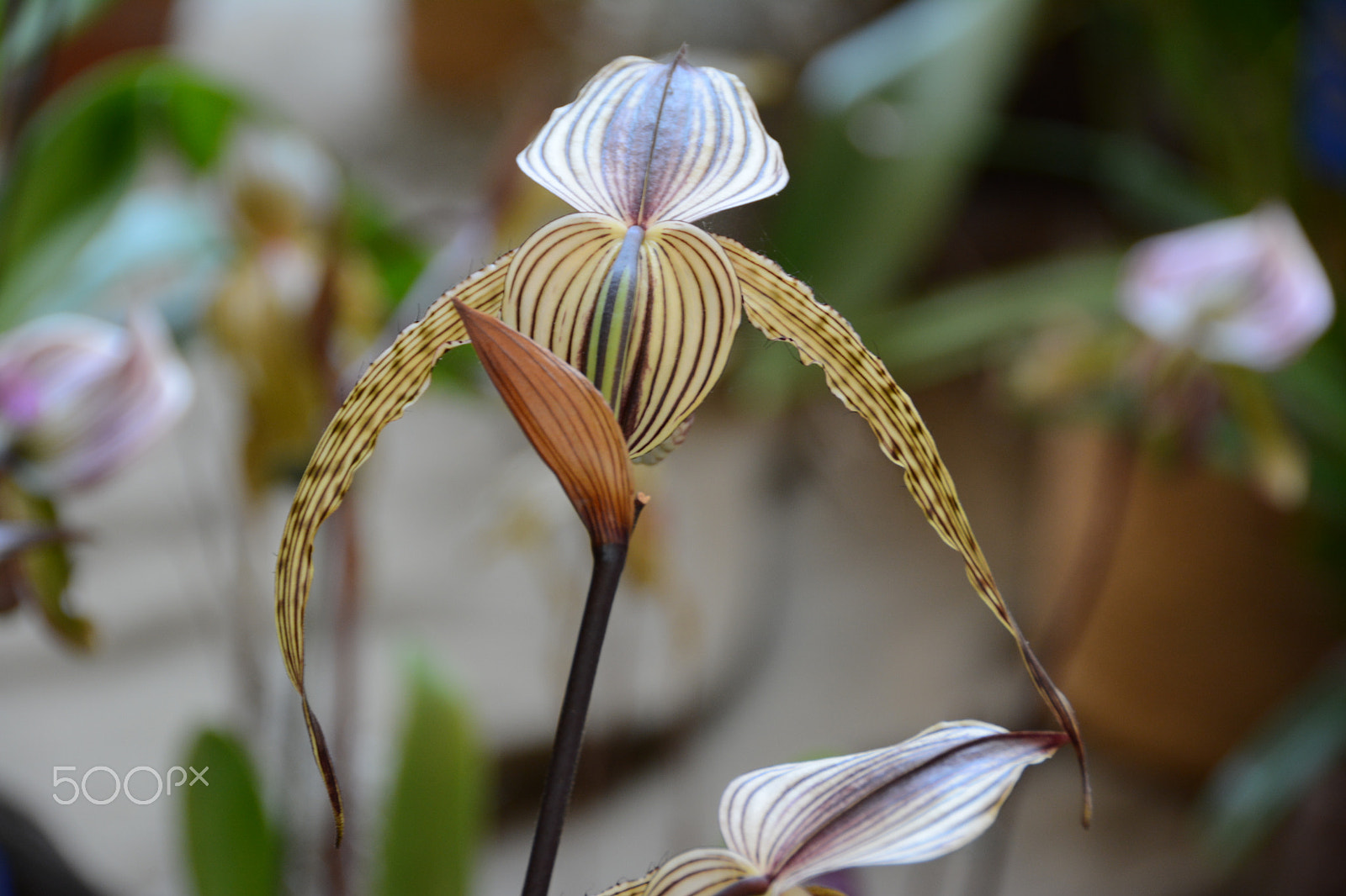 Nikon D7100 sample photo. Orchid photography