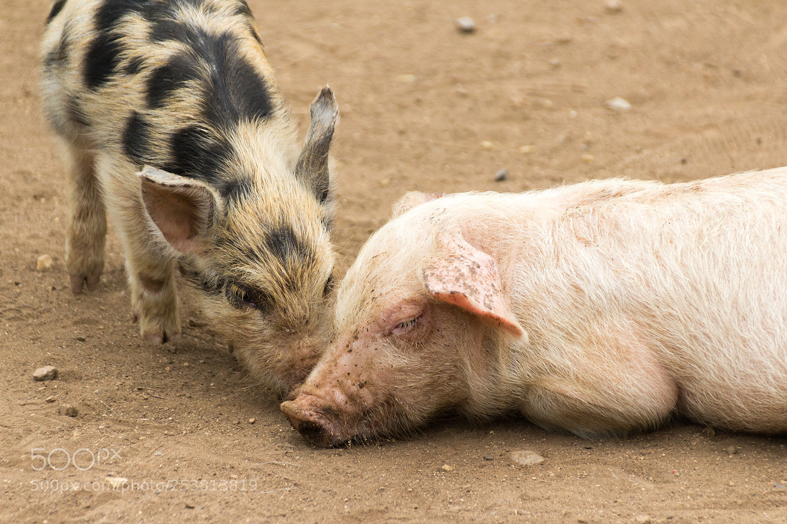 Canon EOS 1200D (EOS Rebel T5 / EOS Kiss X70 / EOS Hi) sample photo. Some pigs on a photography