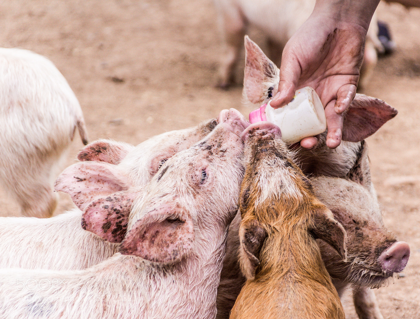 Canon EOS 1200D (EOS Rebel T5 / EOS Kiss X70 / EOS Hi) sample photo. Pigs drinking milk from photography