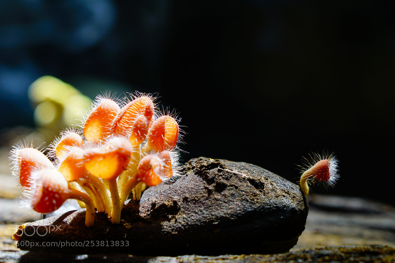Sony a6000 sample photo. Cup fungus captured in photography