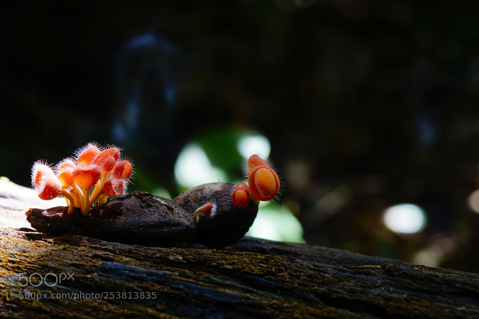 Sony a6000 sample photo. Cup fungus captured in photography