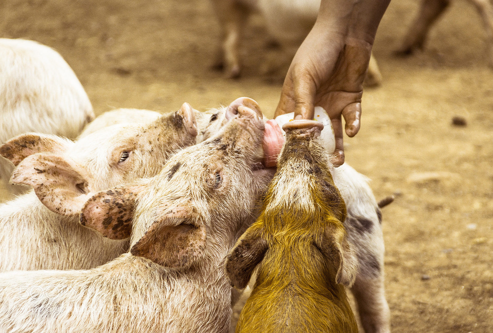 Canon EOS 1200D (EOS Rebel T5 / EOS Kiss X70 / EOS Hi) sample photo. Pigs drinking milk from photography