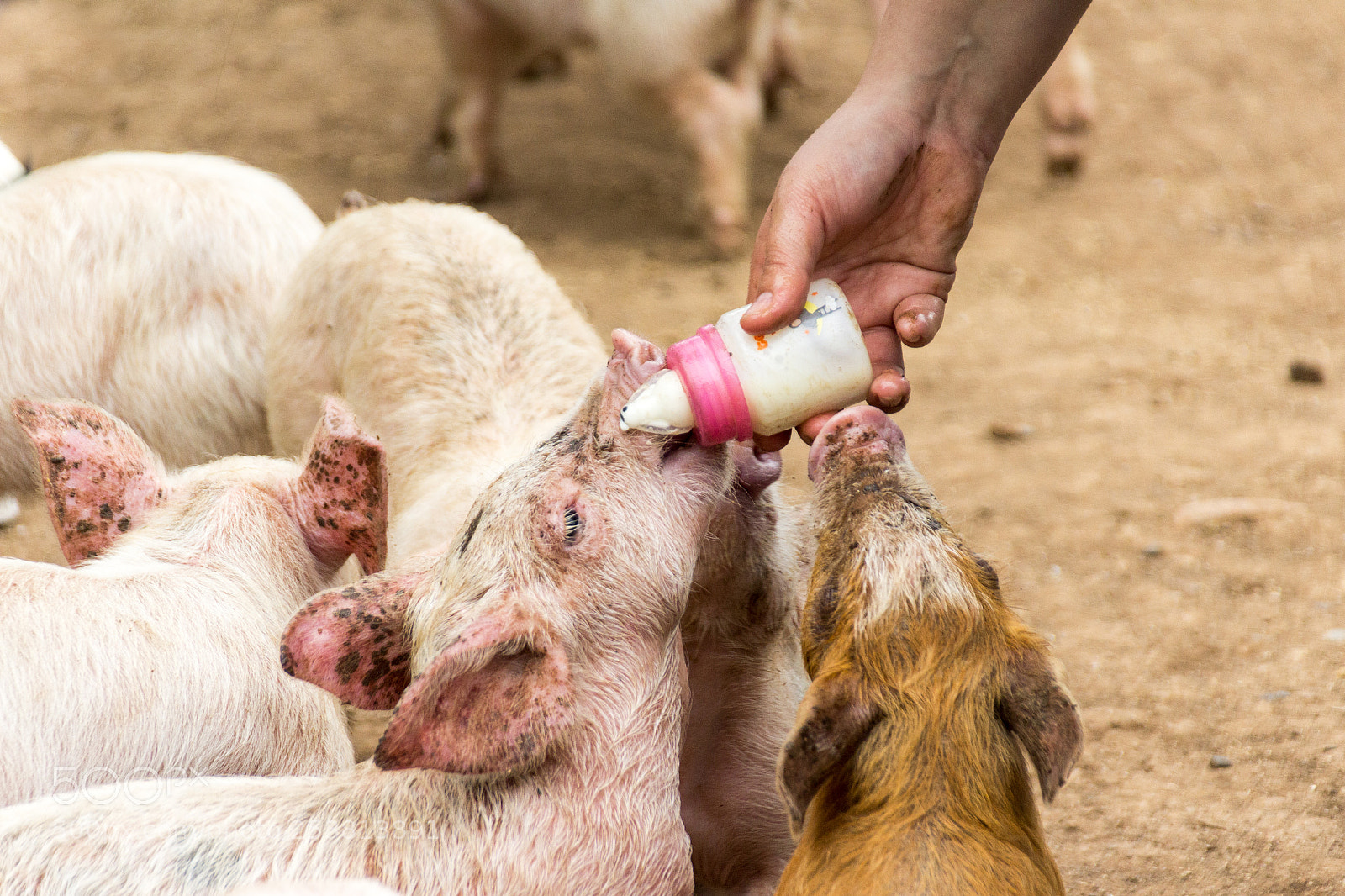 Canon EOS 1200D (EOS Rebel T5 / EOS Kiss X70 / EOS Hi) sample photo. Pigs drinking milk from photography