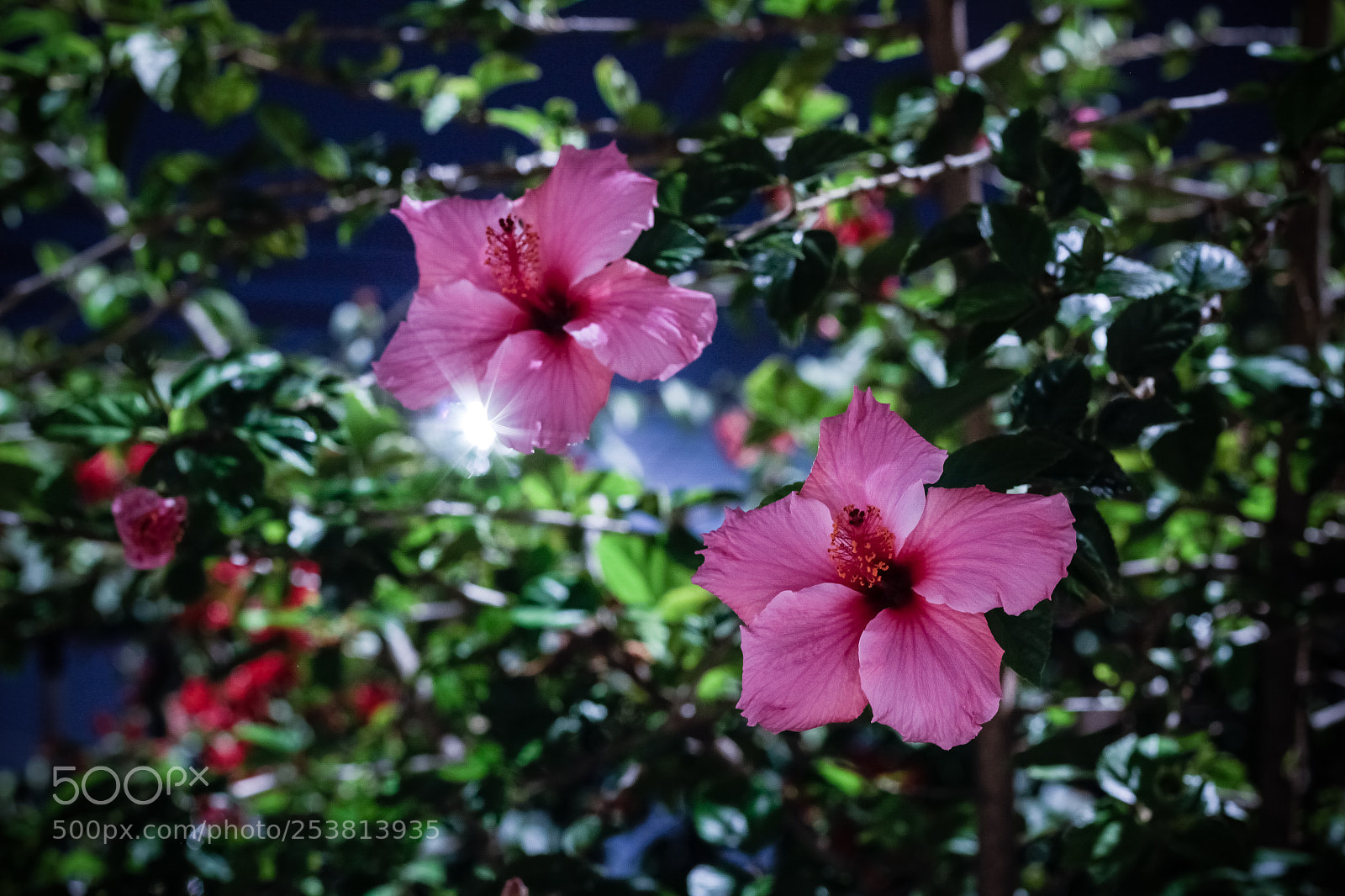 Canon EOS 1300D (EOS Rebel T6 / EOS Kiss X80) sample photo. Flores nocturnas photography