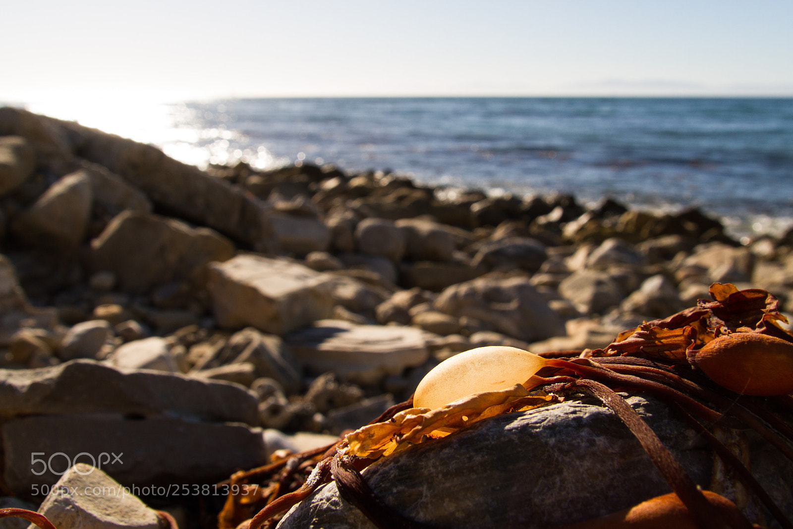Canon EOS 7D sample photo. Washed up kelp photography