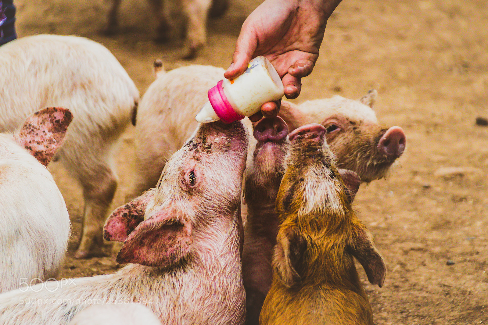 Canon EOS 1200D (EOS Rebel T5 / EOS Kiss X70 / EOS Hi) sample photo. Pig drinking milk from photography