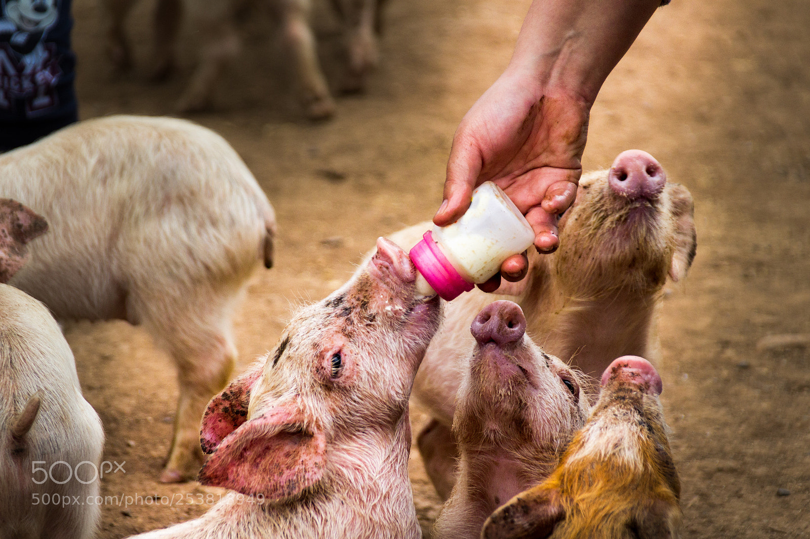 Canon EOS 1200D (EOS Rebel T5 / EOS Kiss X70 / EOS Hi) sample photo. Pig drinking milk from photography