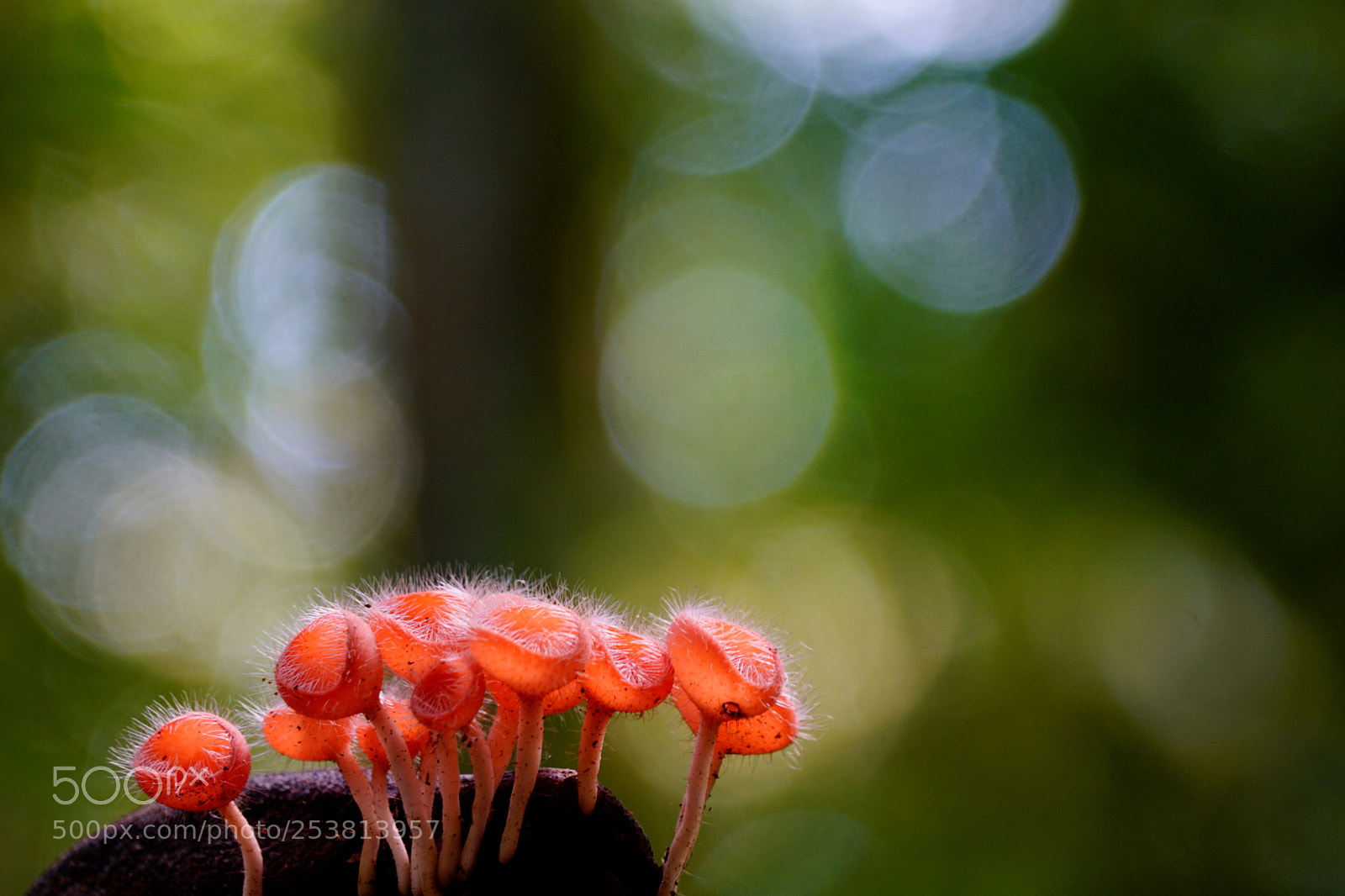 Sony a6000 sample photo. Cup fungus captured in photography