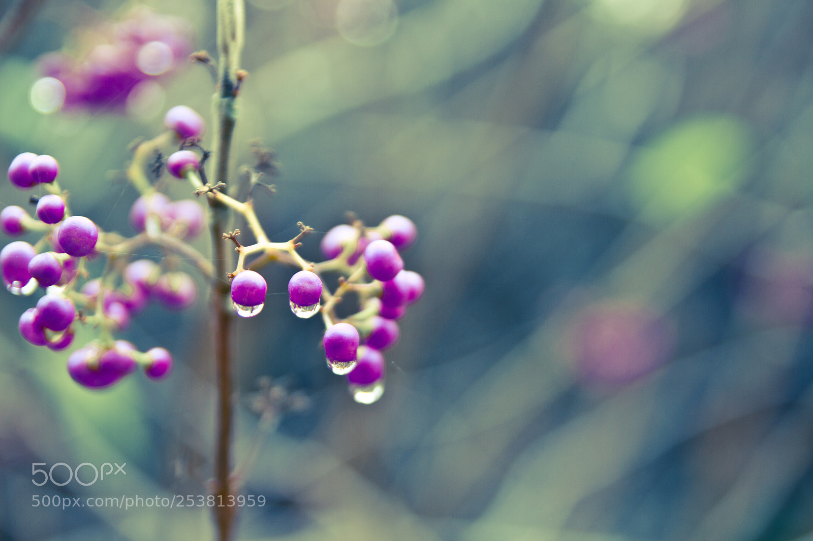 Canon EOS 7D sample photo. Purple seeds photography