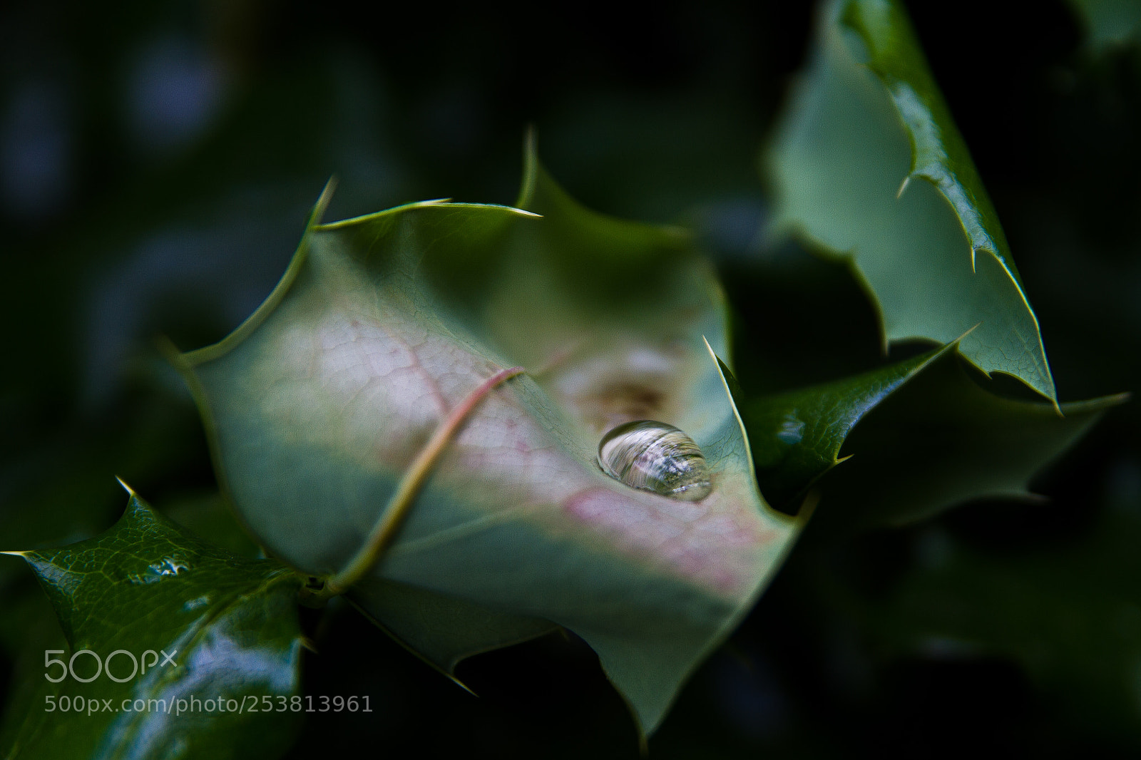 Canon EOS 7D sample photo. Water droplet on leaf photography