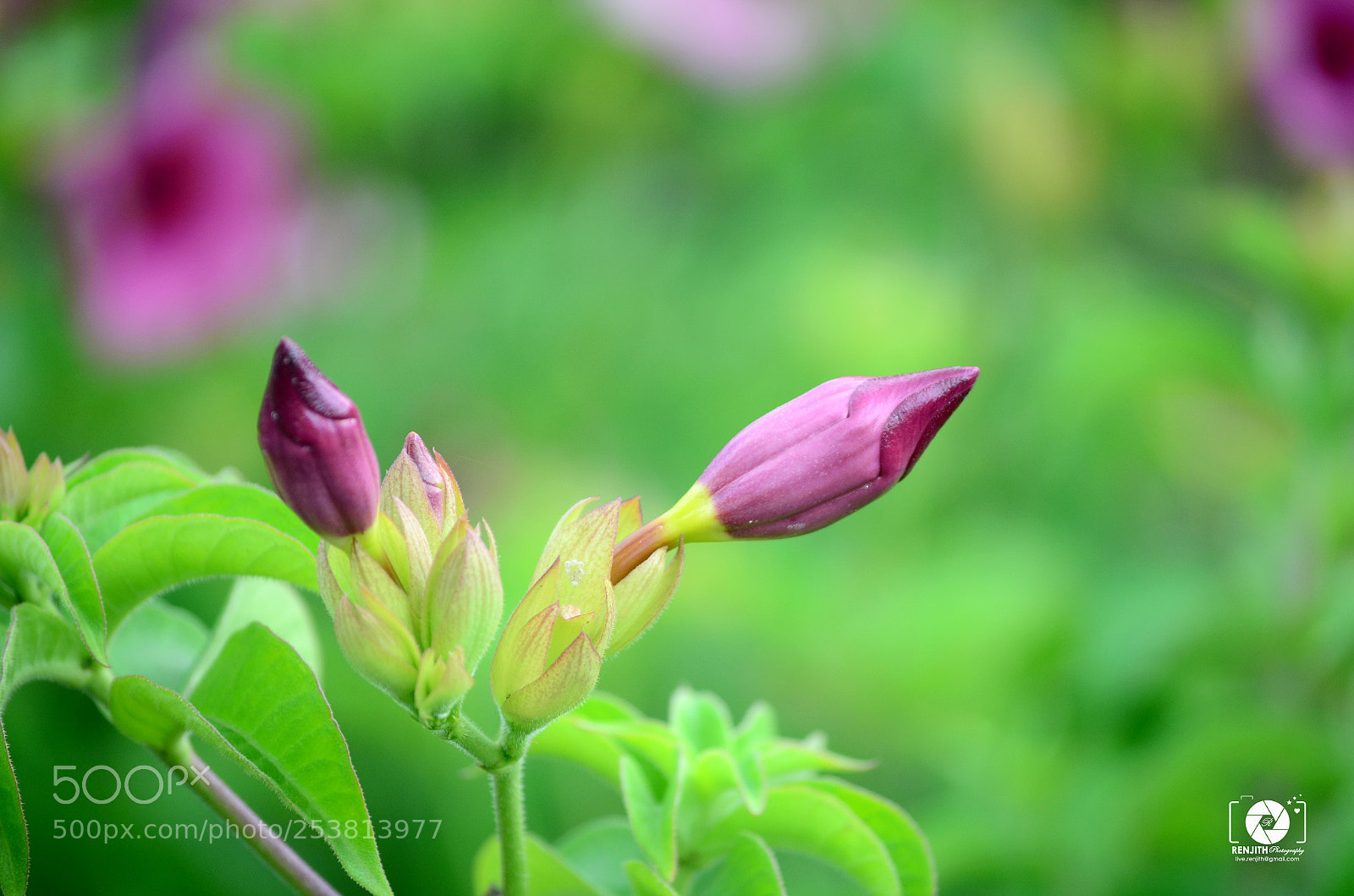 Nikon D5100 sample photo. Buds about to bloom photography