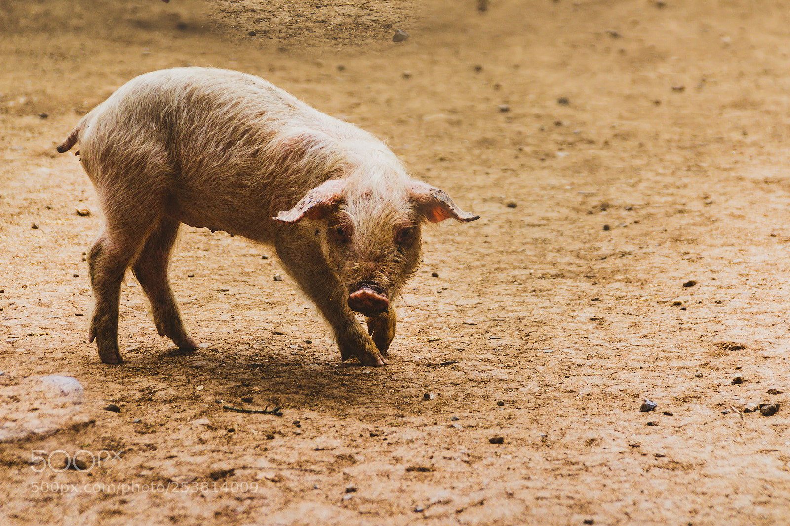 Canon EOS 1200D (EOS Rebel T5 / EOS Kiss X70 / EOS Hi) sample photo. Pig on a dirt photography