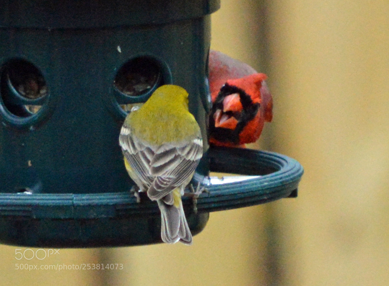 Nikon D3200 sample photo. Bug off photography