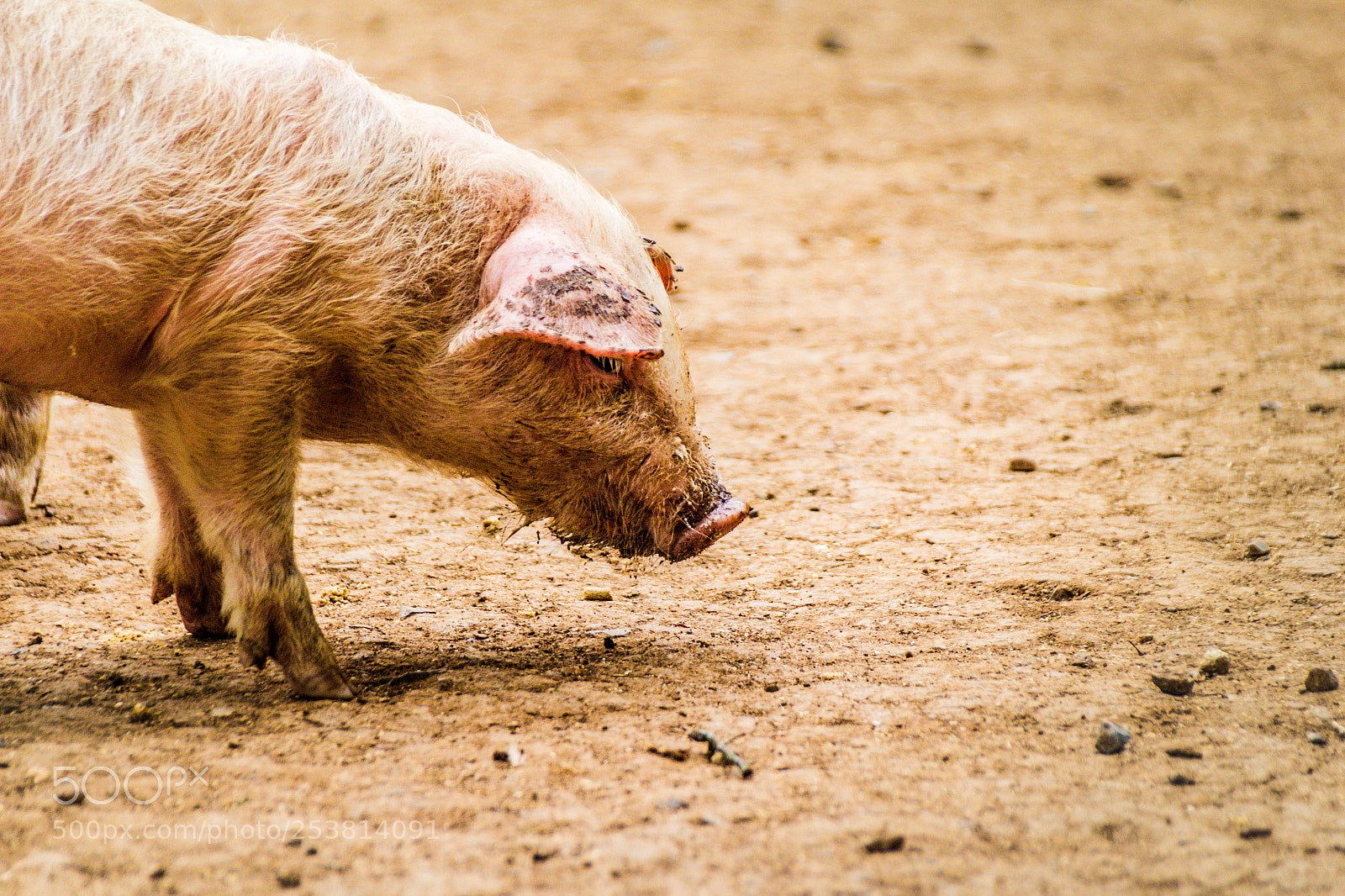 Canon EOS 1200D (EOS Rebel T5 / EOS Kiss X70 / EOS Hi) sample photo. Pig on a dirt photography