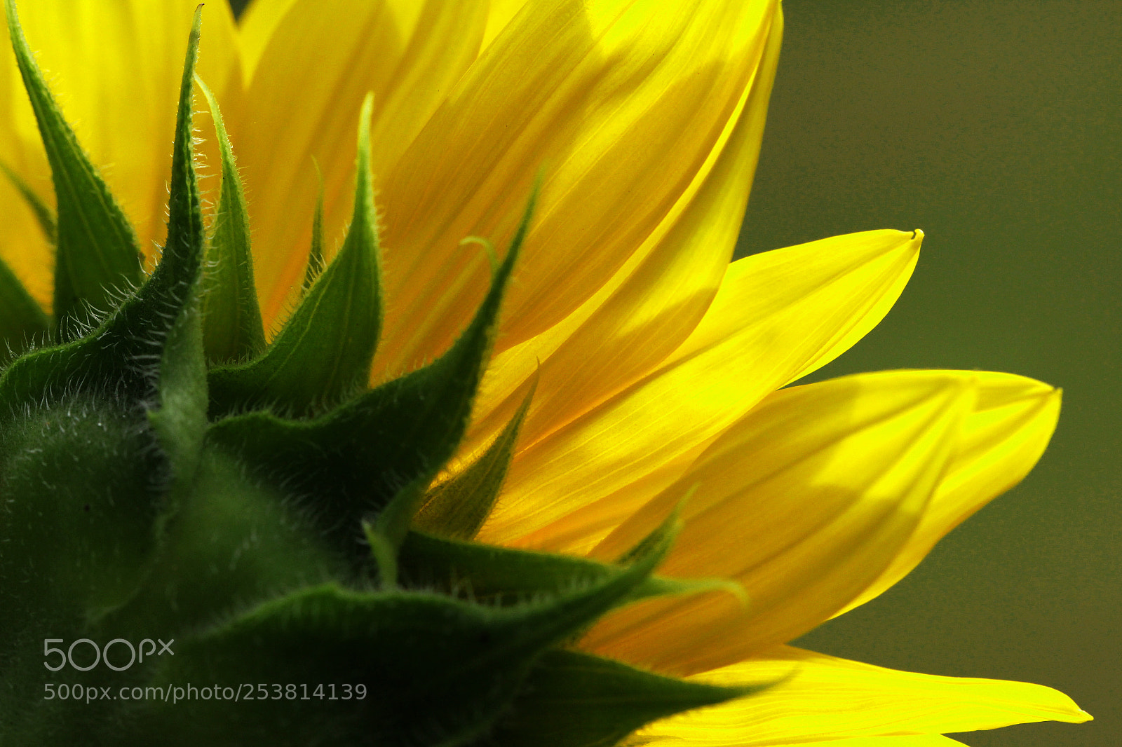 Canon EOS 60D sample photo. Cabco photography