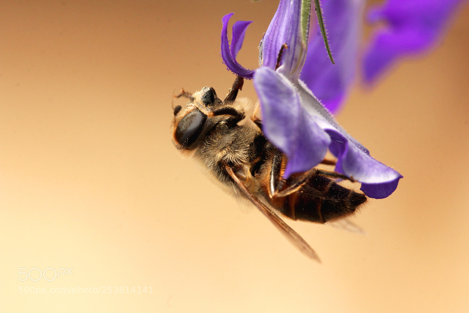 Canon EOS 60D sample photo. Bbbfao photography