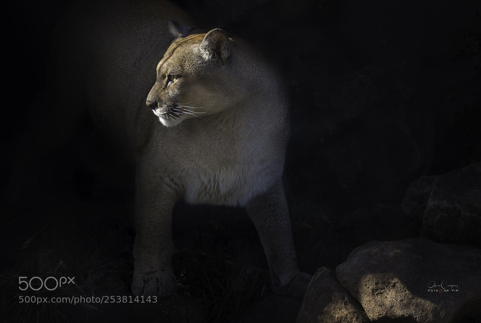 Nikon D810 sample photo. From shadows to light photography