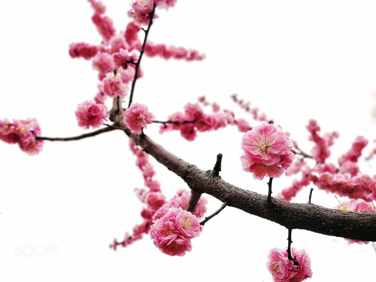 HUAWEI Honor 9 sample photo. Bloom photography