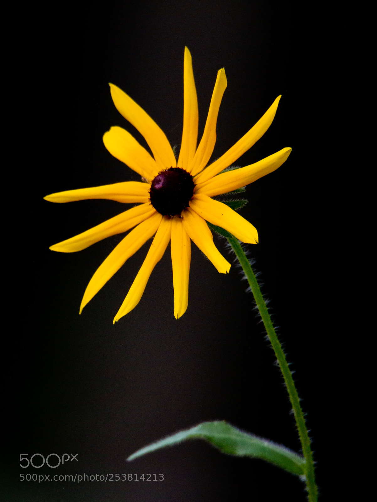 Canon EOS 70D sample photo. Img photography