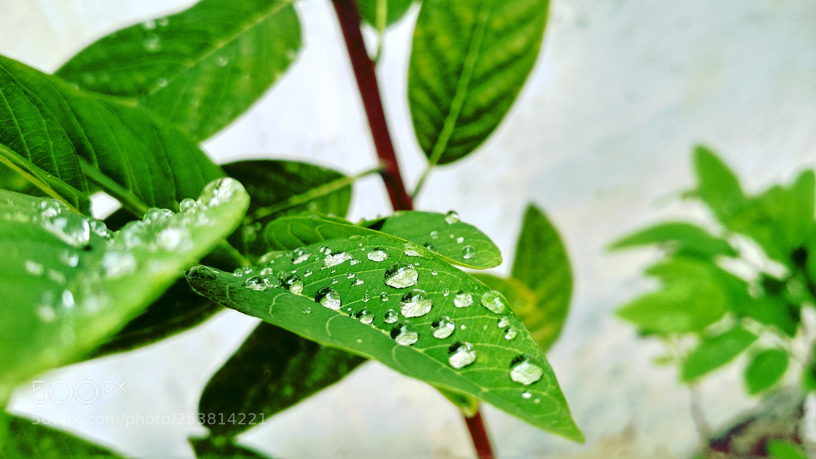 Xiaomi Redmi 4 Pro sample photo. Liquid crystal photography