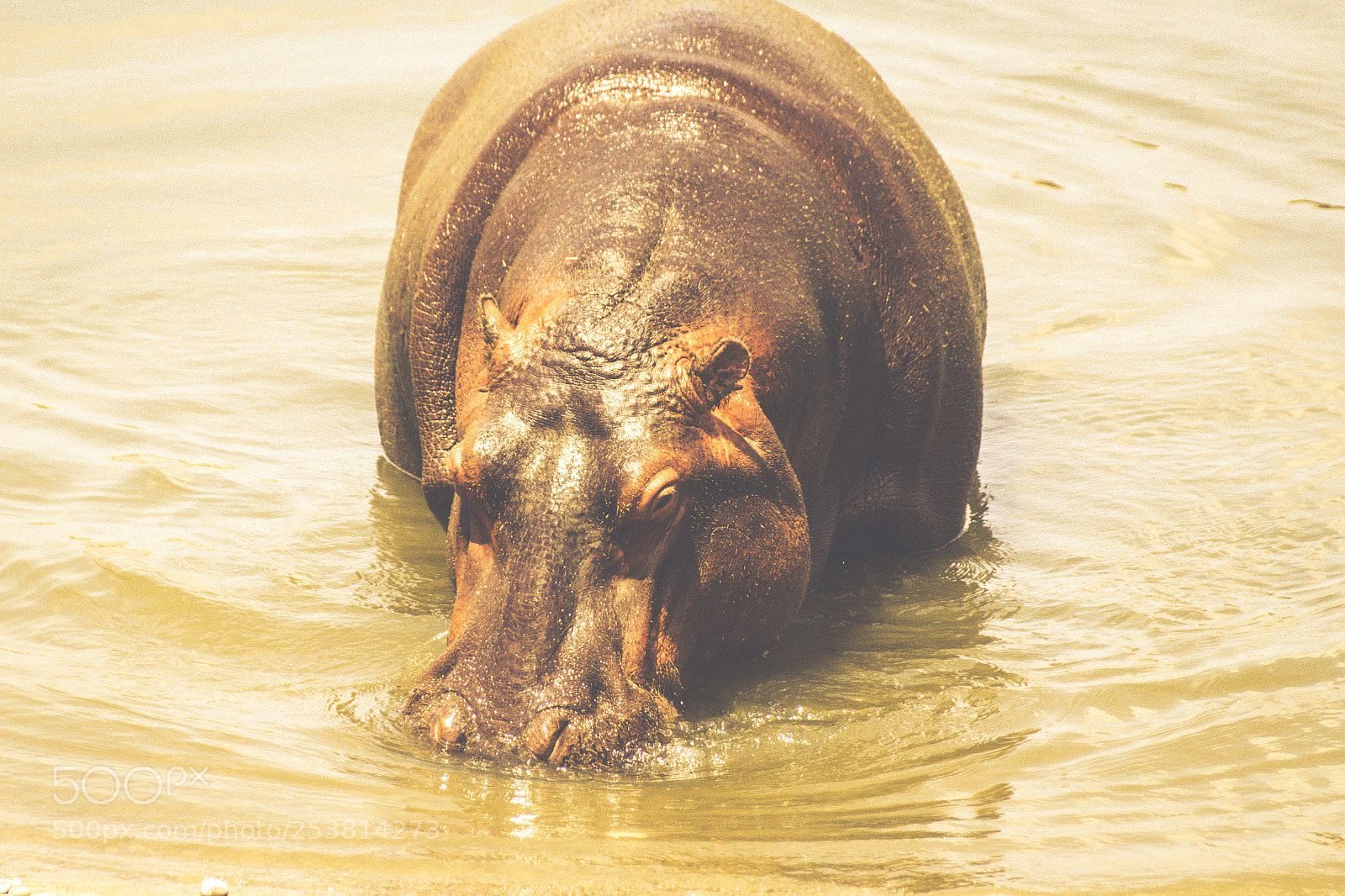 Canon EOS 1200D (EOS Rebel T5 / EOS Kiss X70 / EOS Hi) sample photo. Hippo getting out of photography