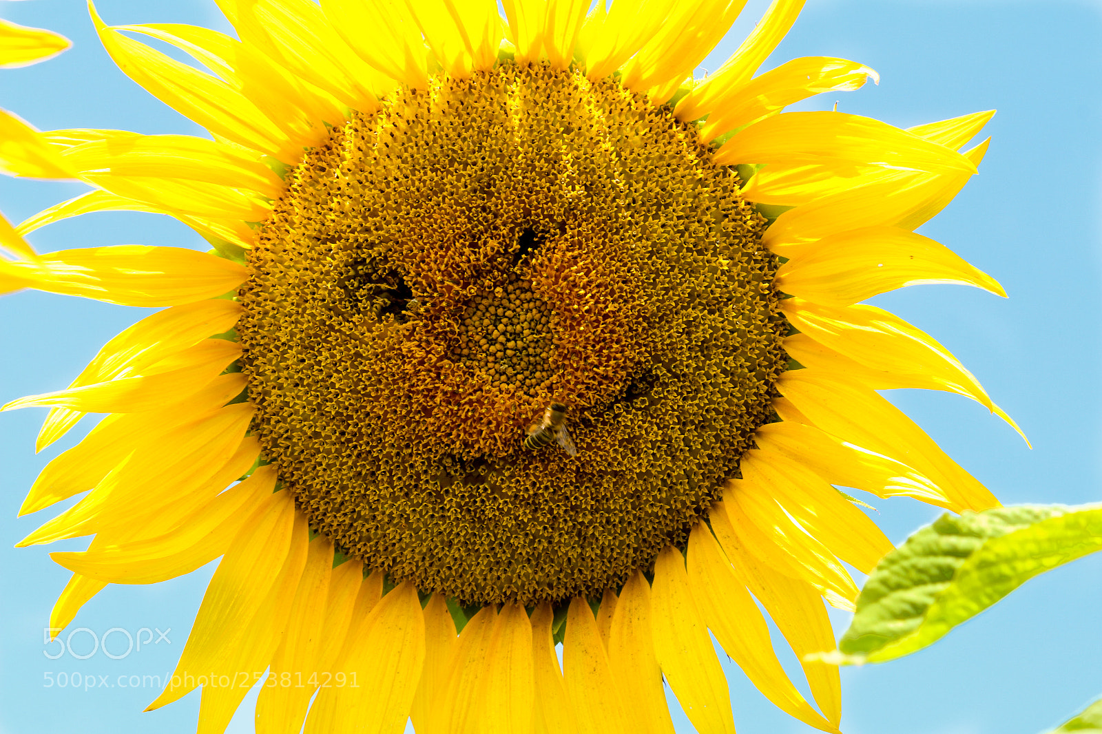 Canon EOS 70D sample photo. Img photography