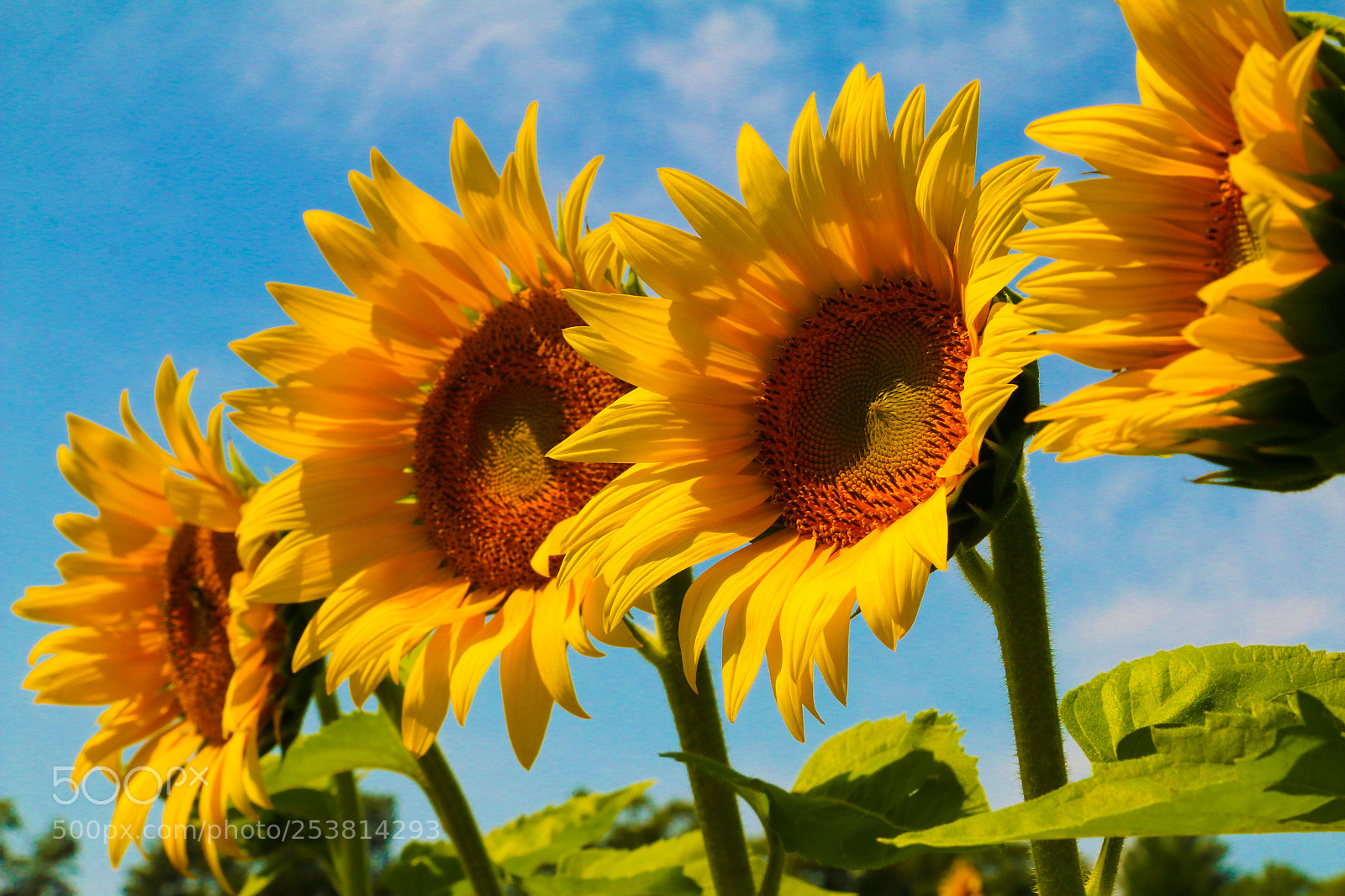 Canon EOS 70D sample photo. Img photography