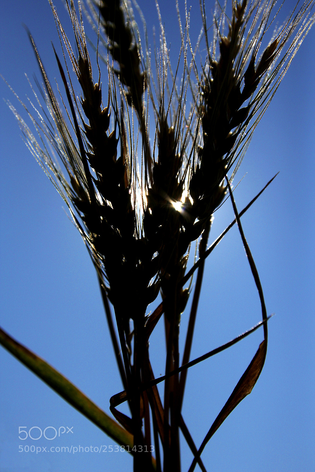 Canon EOS 60D sample photo. Img photography