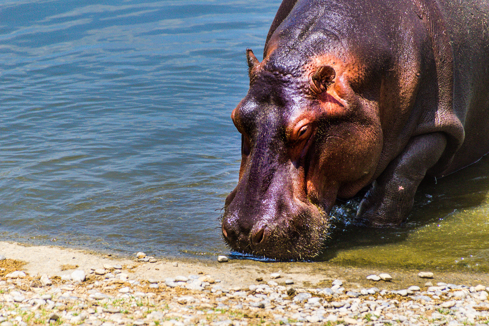Canon EOS 1200D (EOS Rebel T5 / EOS Kiss X70 / EOS Hi) sample photo. Hippo getting out of photography