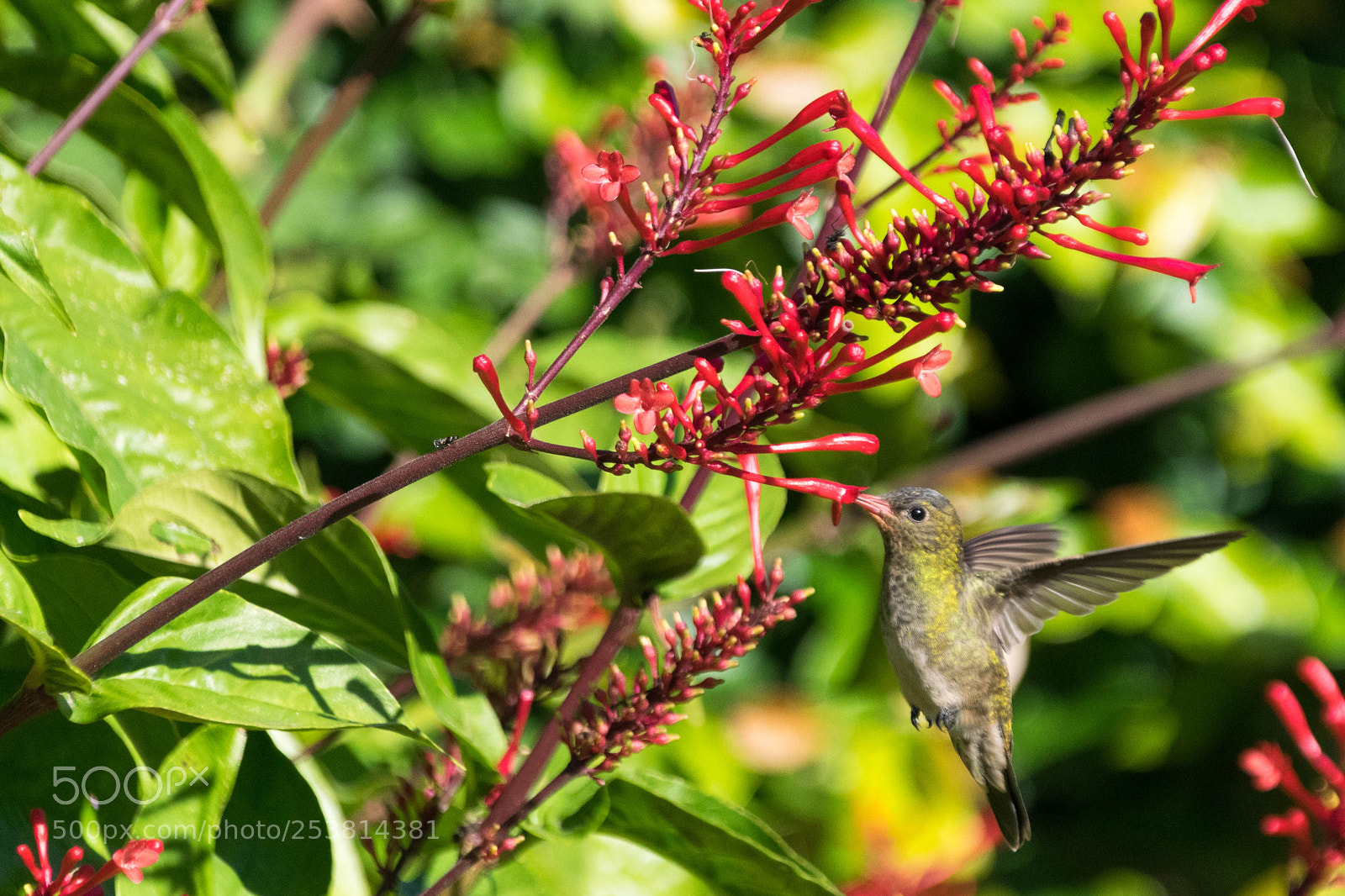 Nikon D5300 sample photo. Colibrí photography