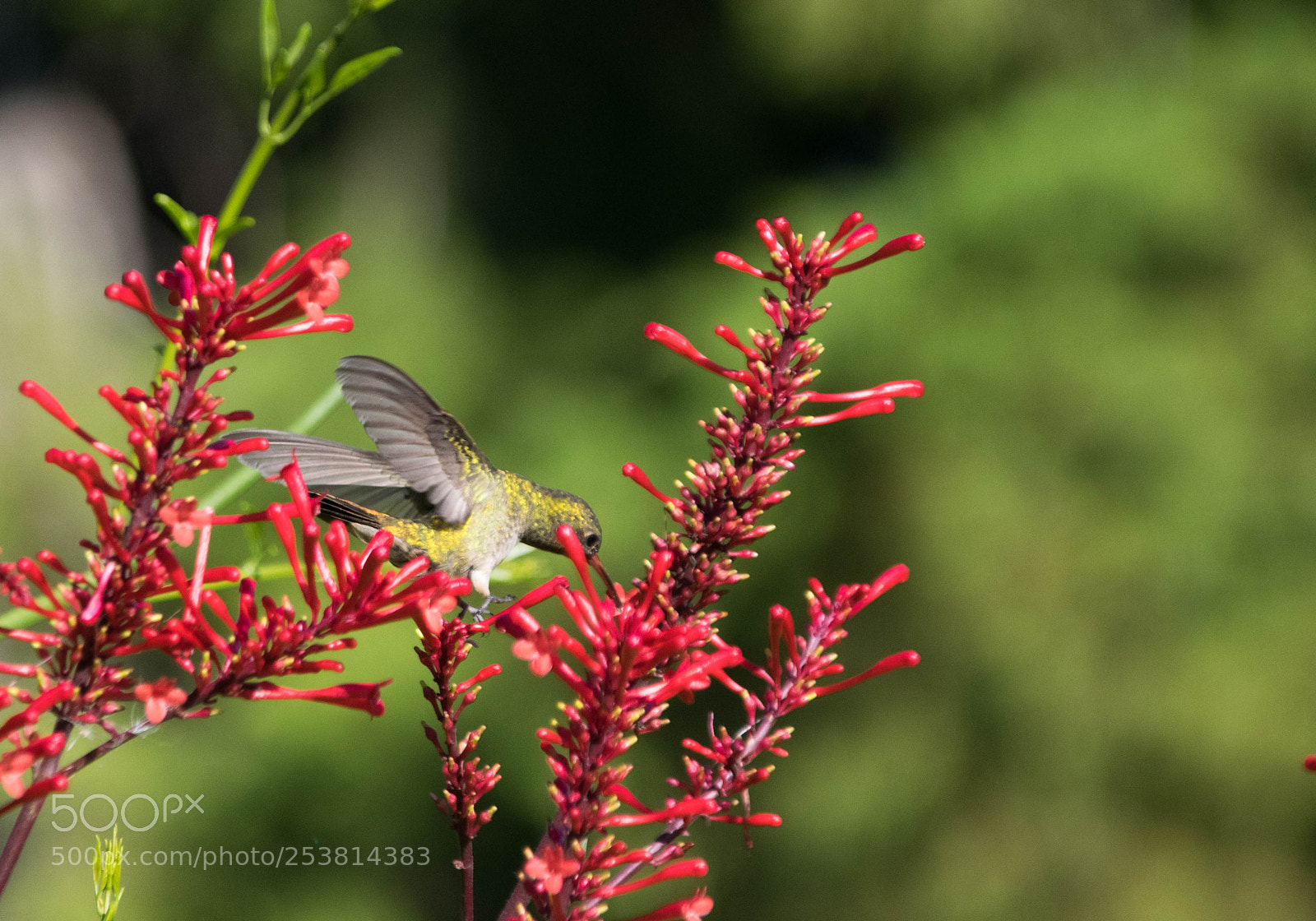 Nikon D5300 sample photo. Colibrí photography