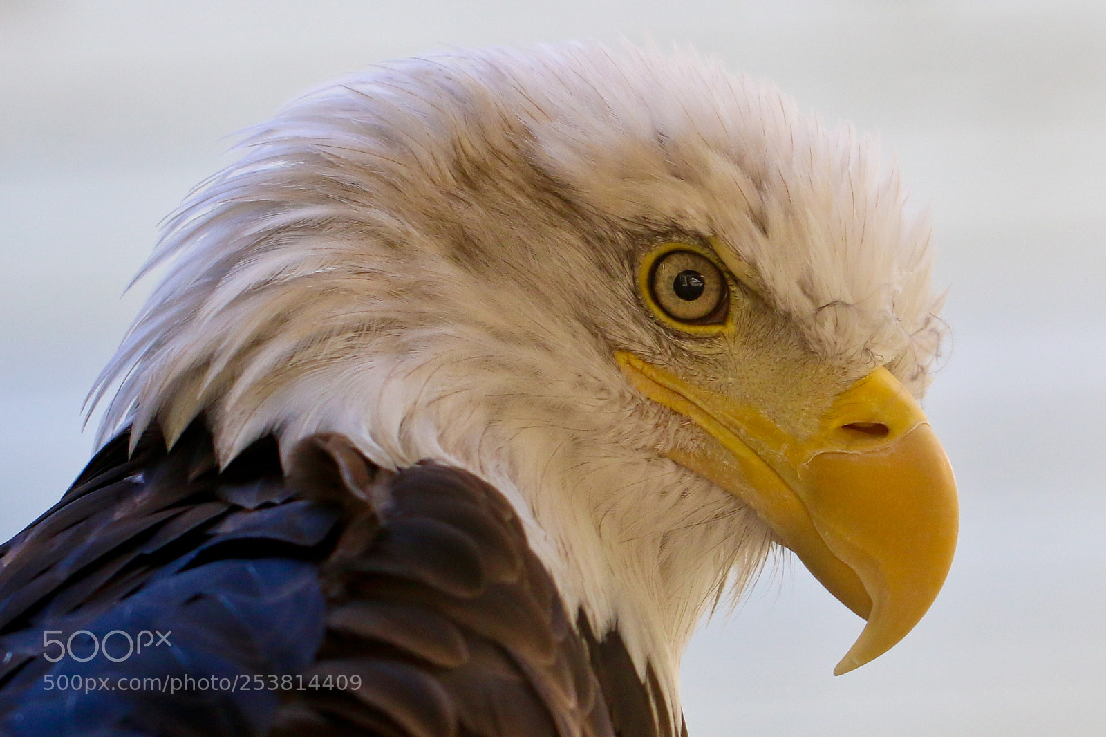 Canon EOS 70D sample photo. Img photography