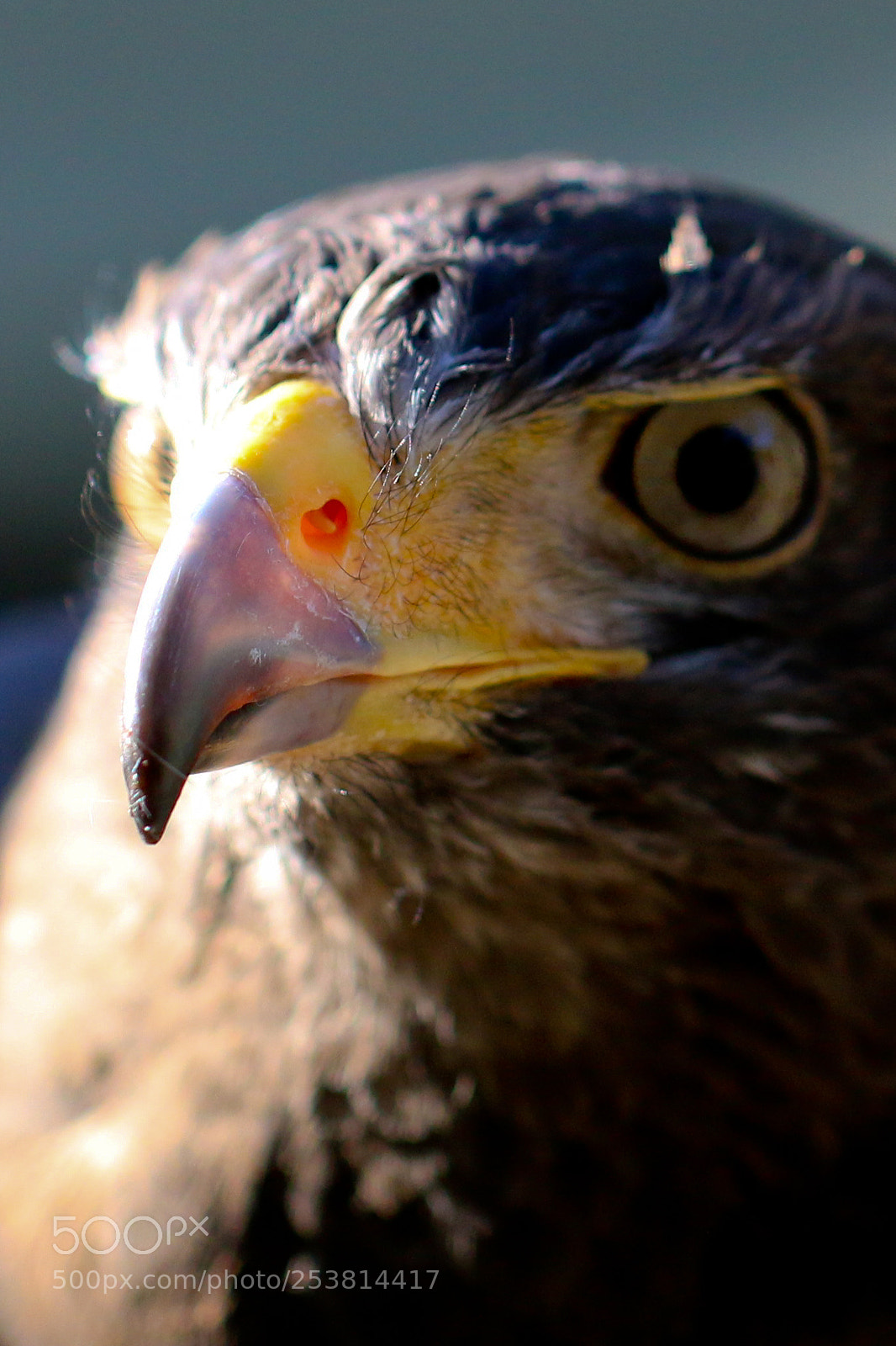 Canon EOS 70D sample photo. Img photography